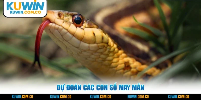 Dự đoán các con số may mắn